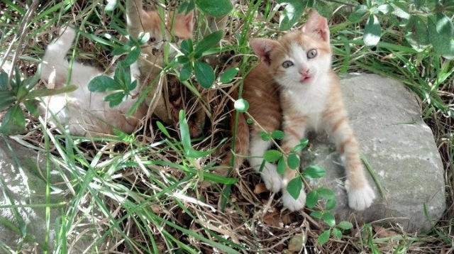 体育新闻中心启动体育内容版权纠纷调解机制,体育新闻侵权