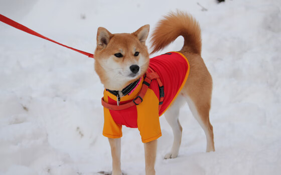中国篮球推广篮球进校园活动拓展群众基础，篮球运动推广活动方案