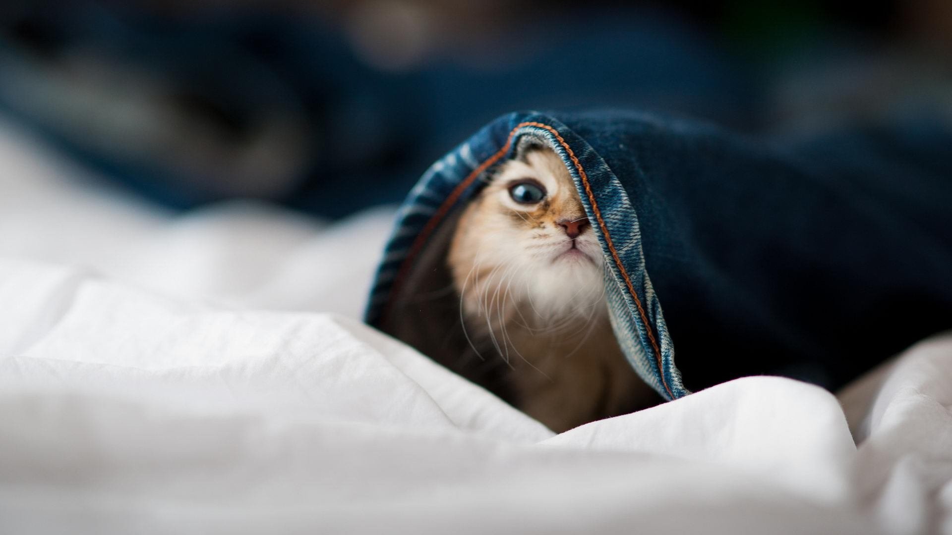 中国篮球推广篮球进校园活动拓展群众基础，篮球运动推广活动方案